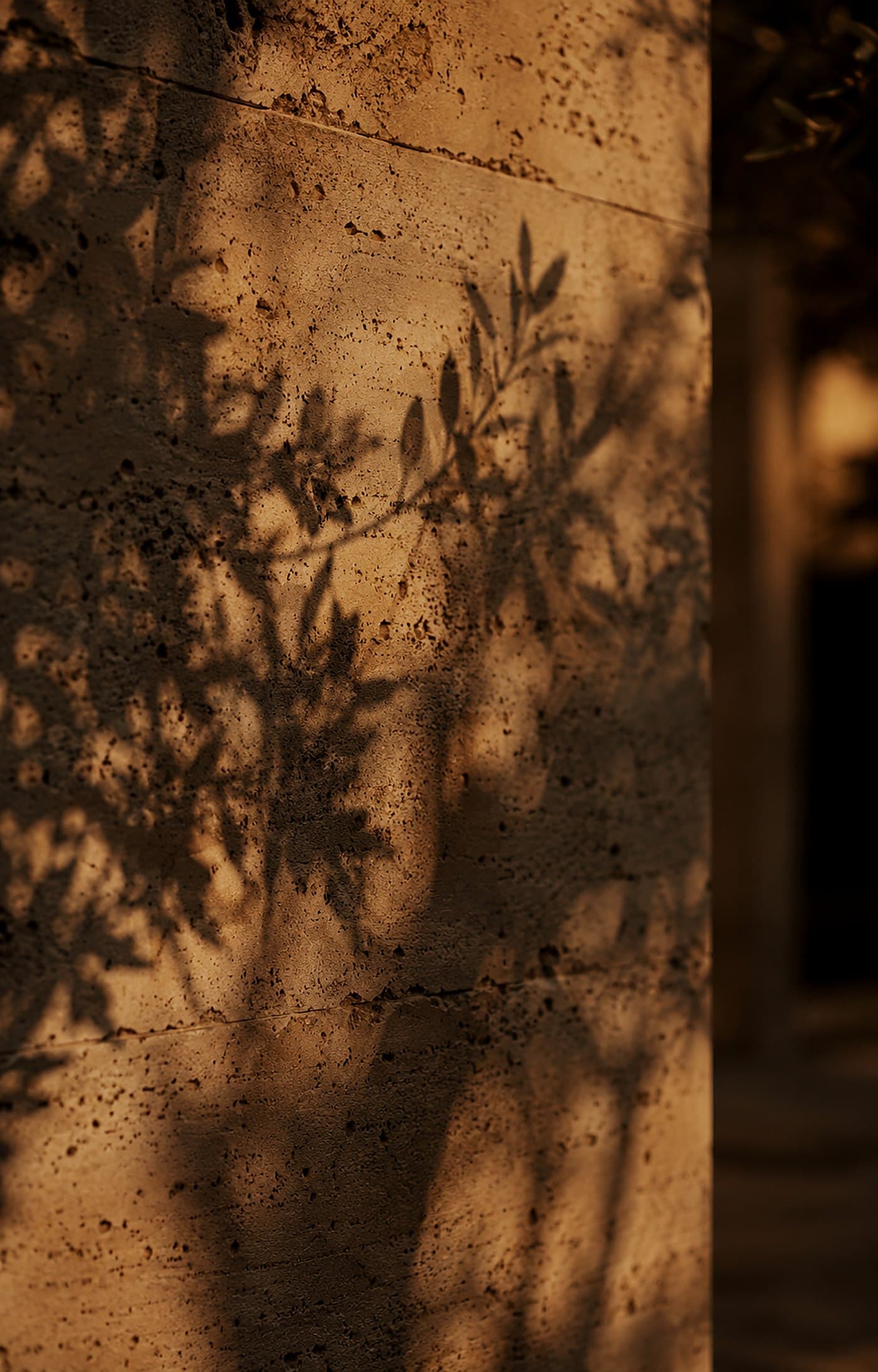 Evening shadow of an olive crossing a travertine wall