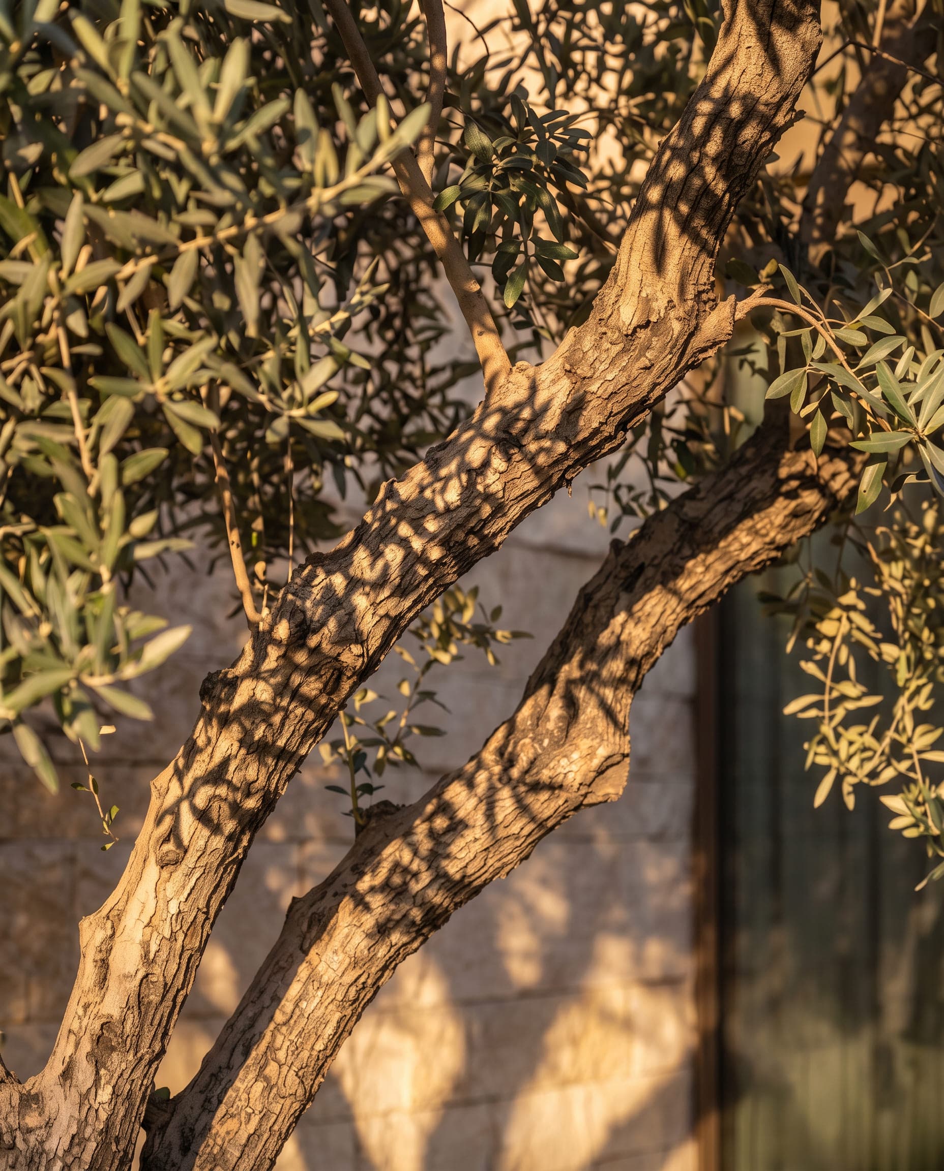 Design visualisation of an olive trunk against the stone wall in low sun, by LKYOOB